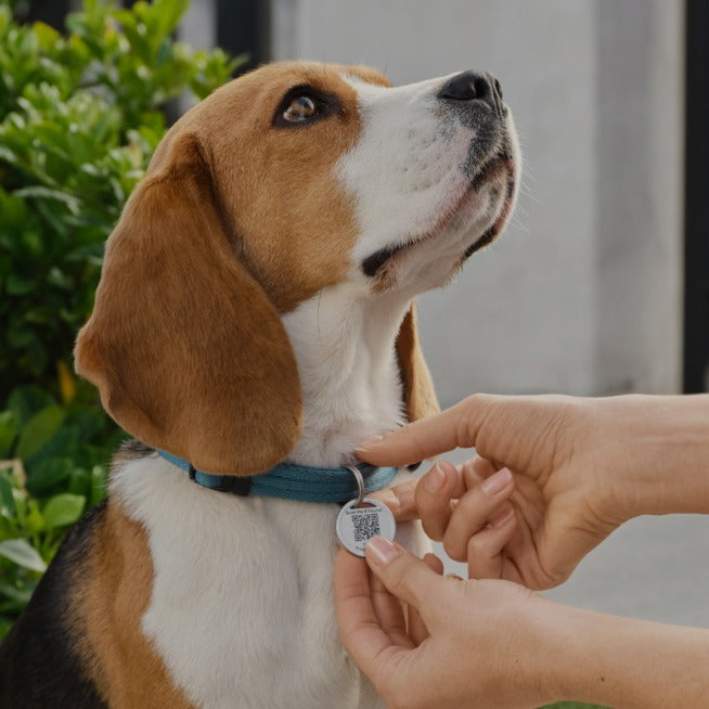 2-Pack Pet Tag