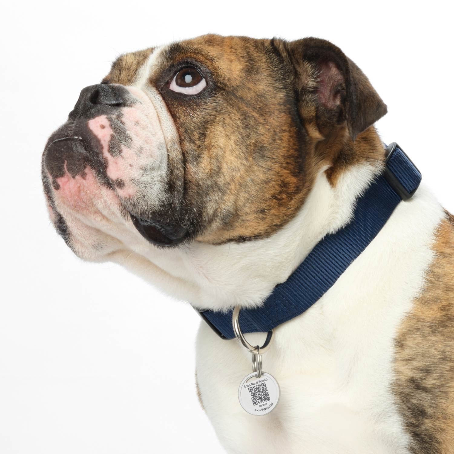 Pet Tag