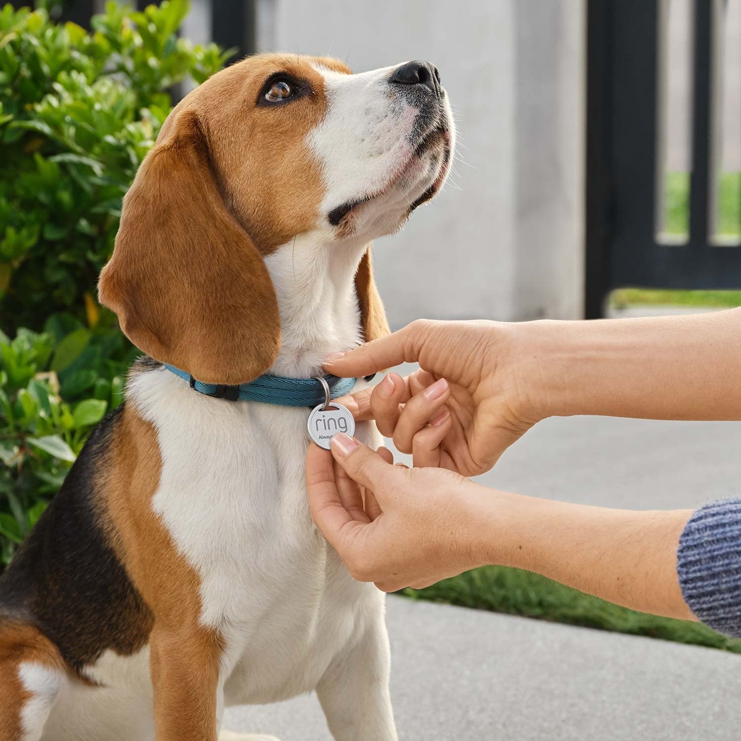 Pet Basic Kit (Indoor Cam (2nd gen) + Pet Tag)