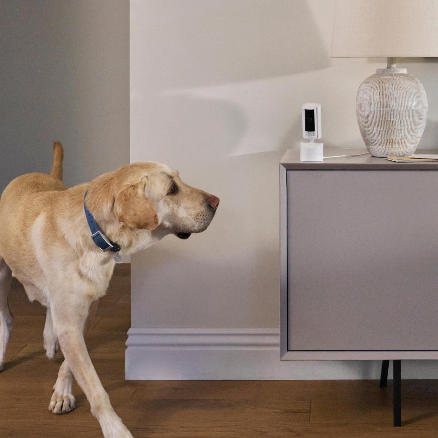 Pet Enhanced Kit (Pan Tilt Indoor Cam with Pet Tag)