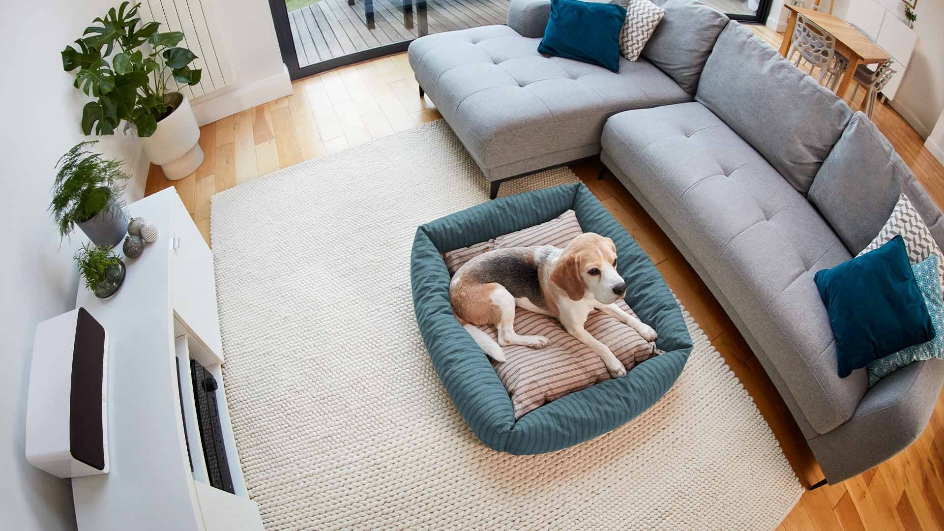Pet Deluxe Kit